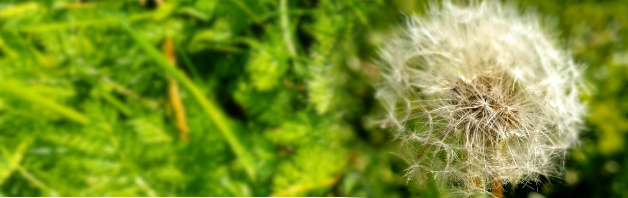 Dandelion flower in a green meadow